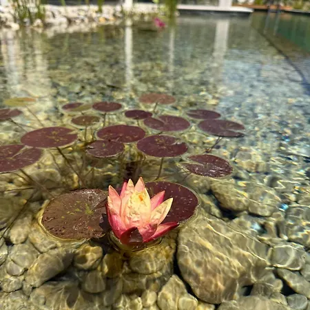 Luxury Boutique With Natural Pool, Istra Madre *